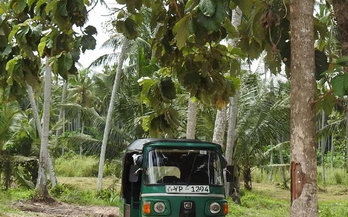 Ambarella Lodge & Spice Garden