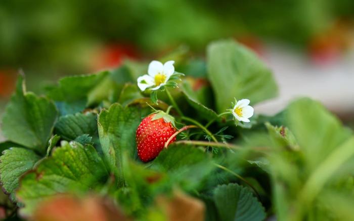 ROOMA Resedency Mahableshwar