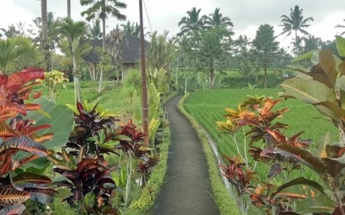 Padi Bali Retreat