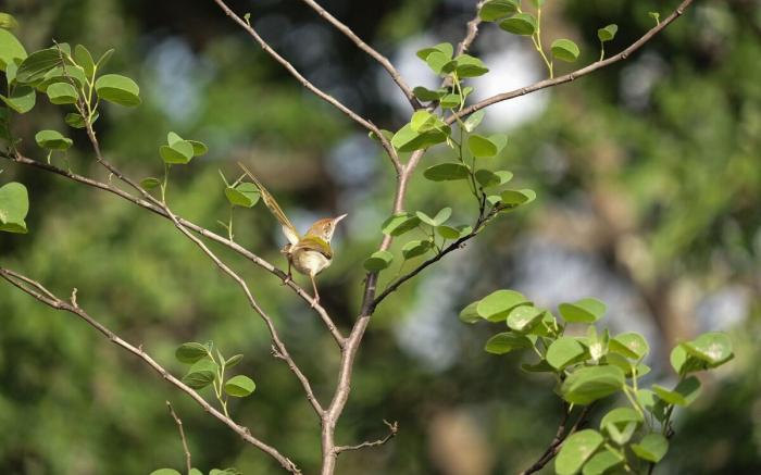 Gokulam Guest House