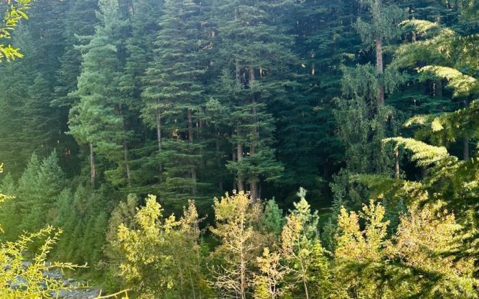 Getaway Stays Manali
