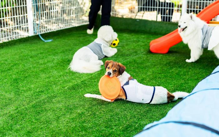Gapyeong Bobo Dog Pool Villa