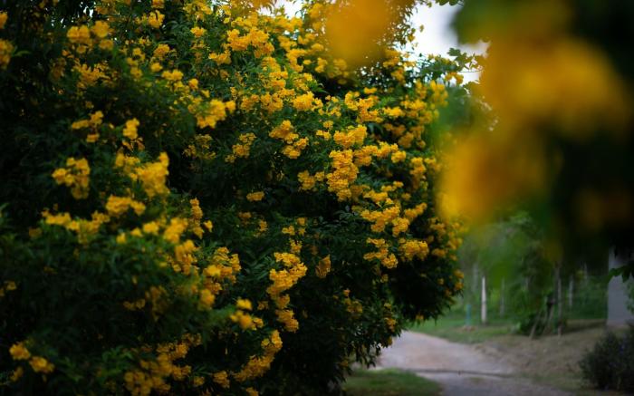 Green Me Organic Farm Stay Khao Yai 