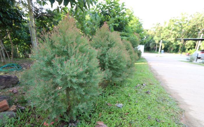 Greenery Hill Resort