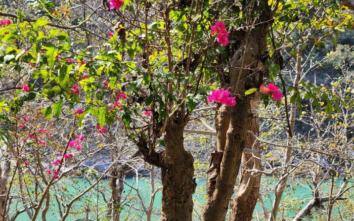 Birds & Botany Park  Spashram Ganga Beach Retreat
