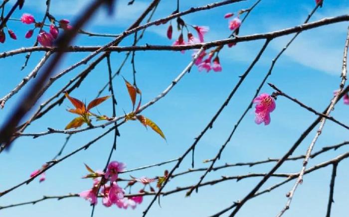 Little Garden Homestay 