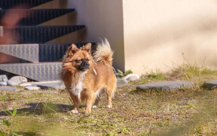 Gyeongju ClearMorning PetFriendlyPension