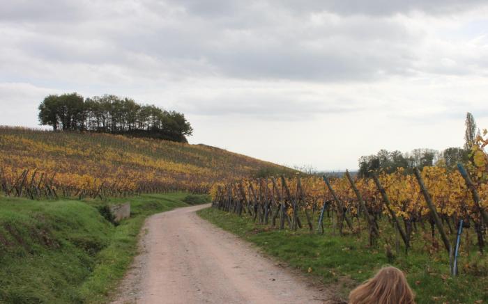 Gîte de charme labellisé en Alsace près de Colmar