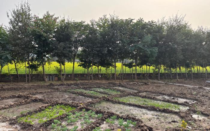 Neem Sarai Sariska
