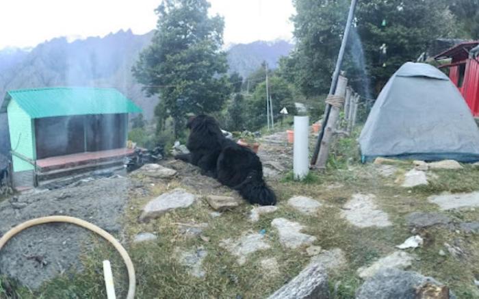 Morning Glory Camping and trekking Jyotirmath