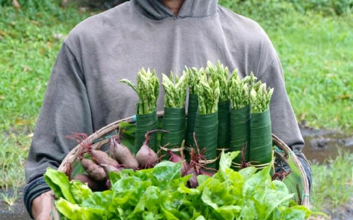 Temuku Pupuan Organic Farm Retreat