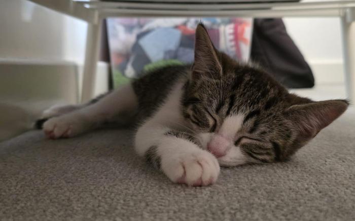 Cosy Southampton Apartment