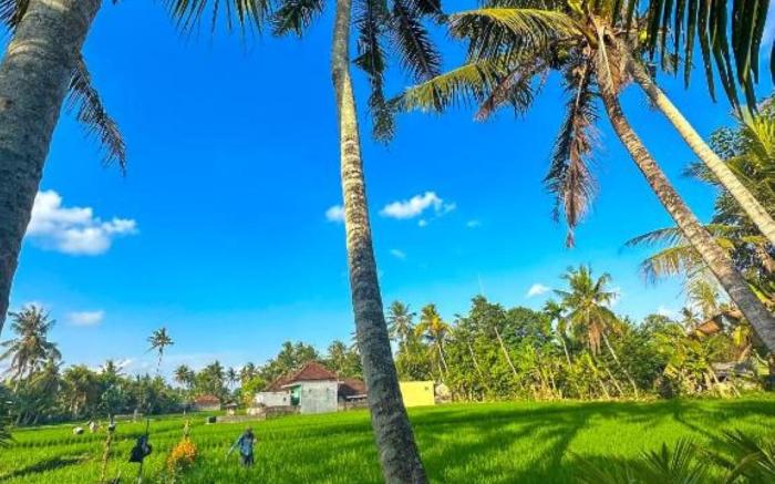 Nunu Bali Eco Friendly Retreat