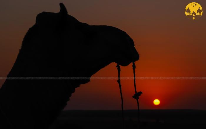 Desert Adventure Camp Resort