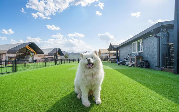 Gapyeong Walking above the Clouds Pet Glamping - Pension