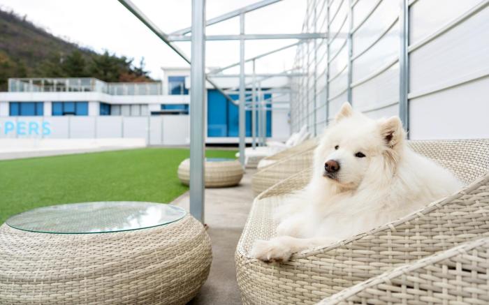 Gyeongju Purspet Dog Pension
