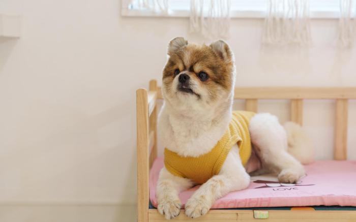 Namhae Elsia Pet Pool Villa Pension