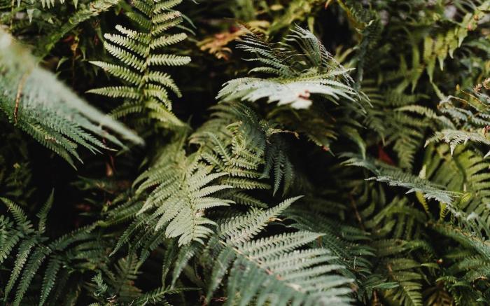 Cottage with a hot tub - In The Woods