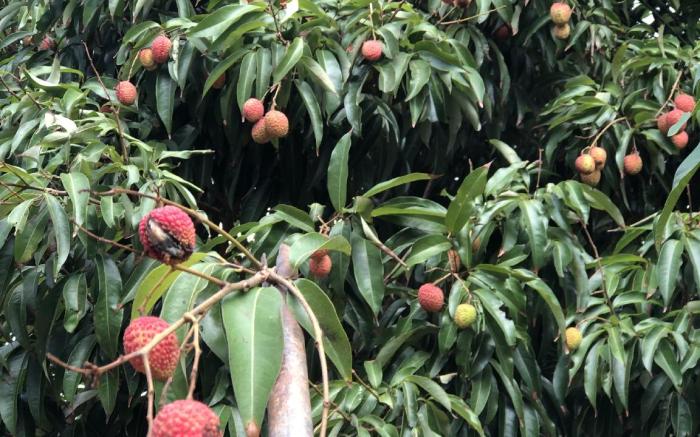 Nhà Vườn Hạnh Phương 