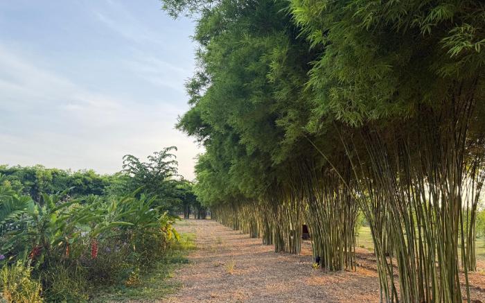 Baan Pleng Pai - Crafted Homestay