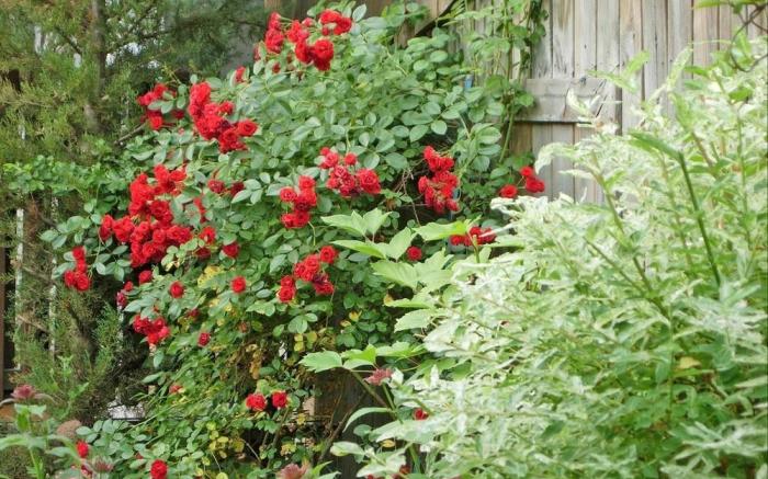 Tasha's Garden Private Pension Jeonju Hanok Village