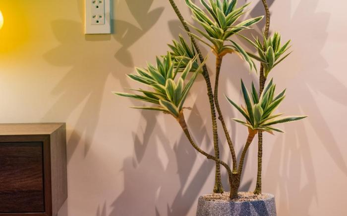 Anise Luxe Home