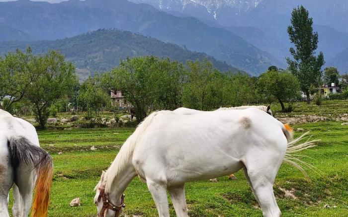 SAAR PALAMPUR VILLA  5BHK | Dhauladhaar View 