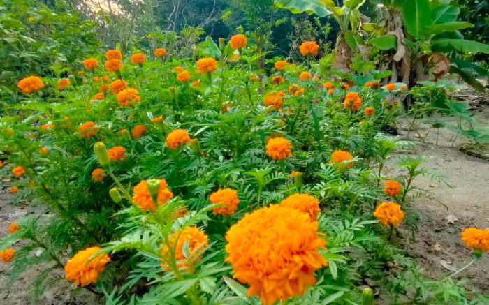 Our Garden Camp (สวนบ้านเราแคมป์)