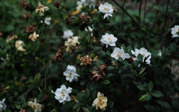 NEVERLAND de PAPILLONS - GARDENIA ROOM