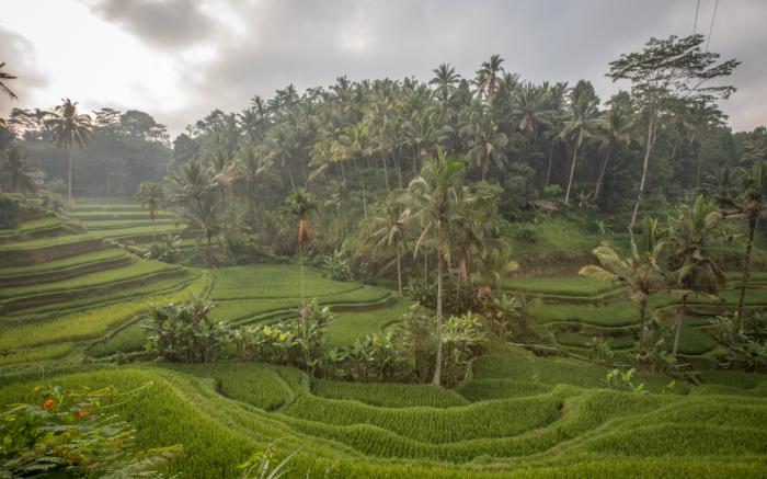 Ascarya Ubud