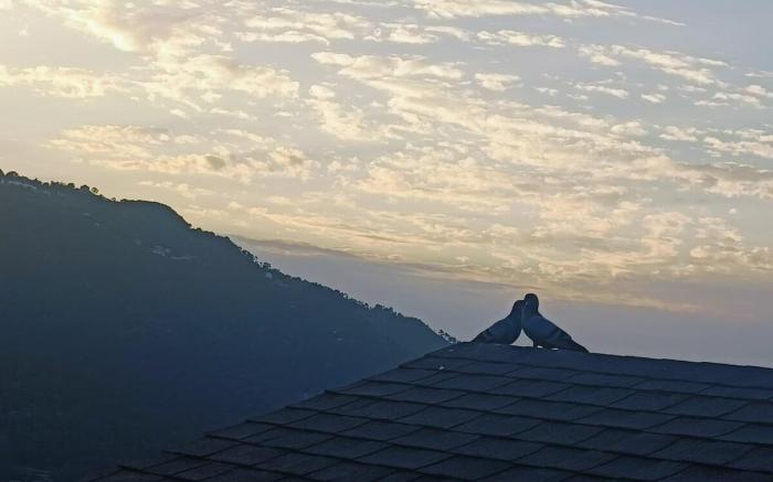 Simply Himachal Twin Oaks