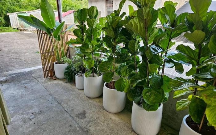 Backyard 小後苑包棟民宿。被森林山野環抱的謐靜老宅