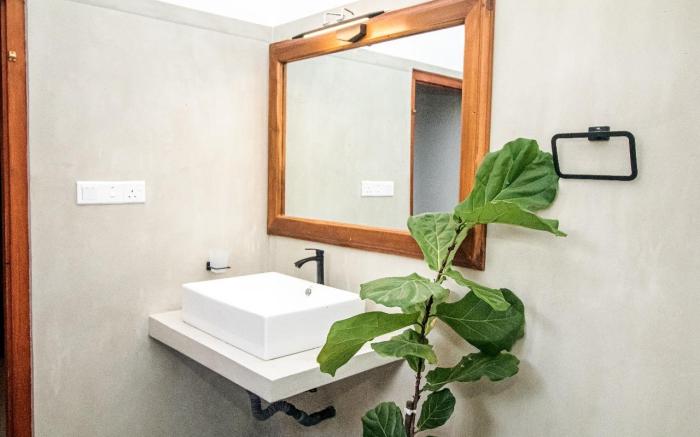 Calathea inn Unawatuna. 