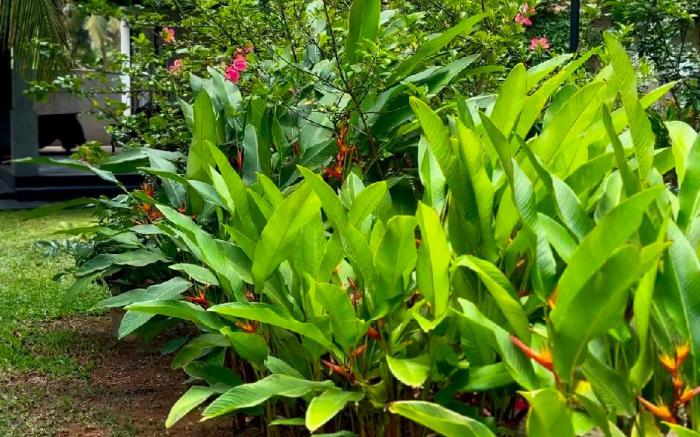 Harbor View Private Cottage Hikkaduwa