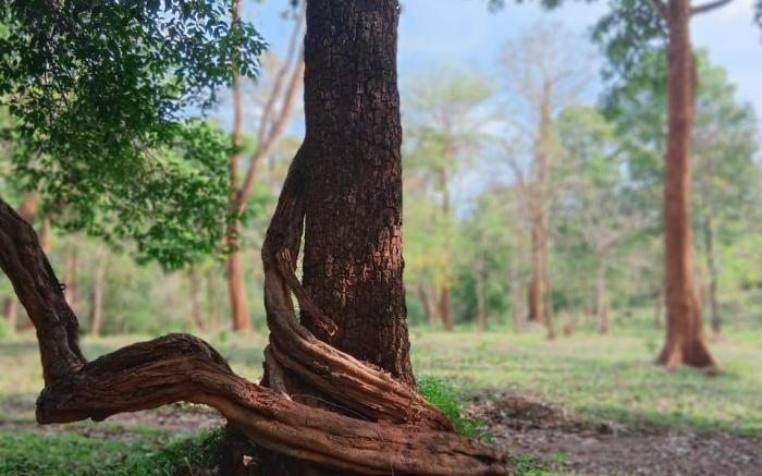 Forest Brew Resort Wayanad 