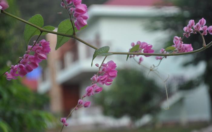Kep Bungalows