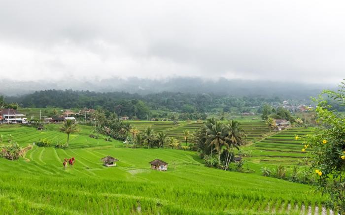Calma Coliving at Jatiluwih, Bali