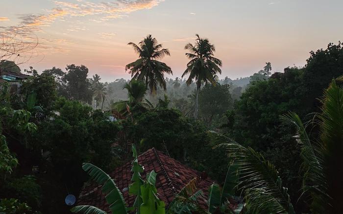 The Jungle View