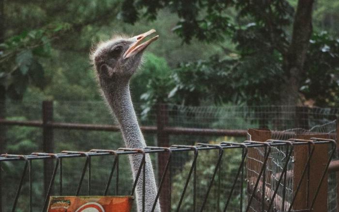 KAIA CAMP by Kalimaya