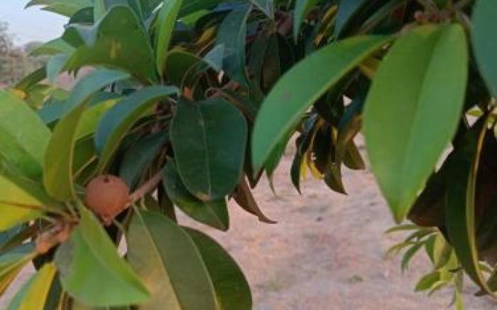 IRWINA-In rhythm with nature