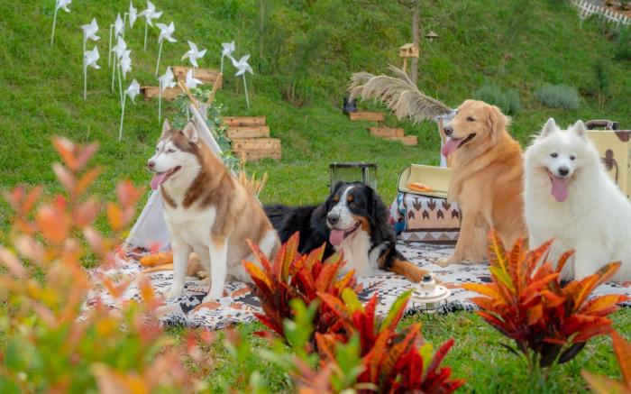 揪好森 Joyforest｜少帳包場豪華露營