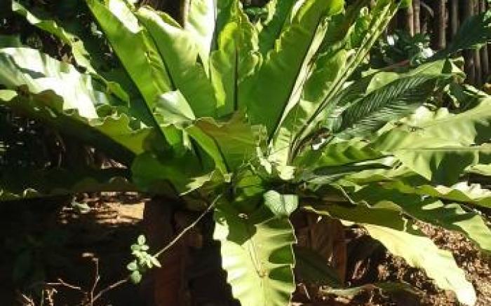 Bandula Homestay - Sigiriya