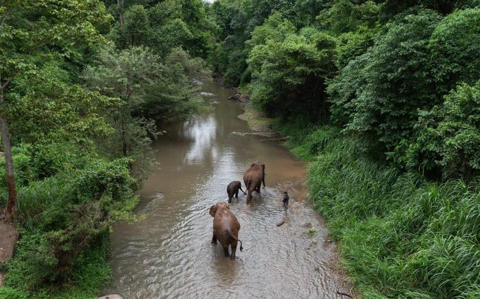 Chiang Mai Elephant Friends