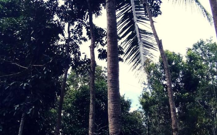 green leaves homestay