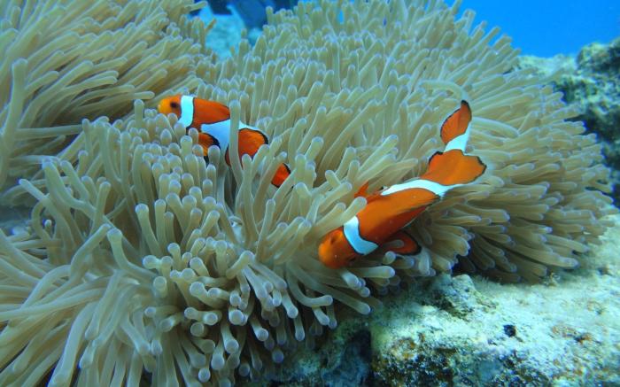 Oceanresort Maedamisaki