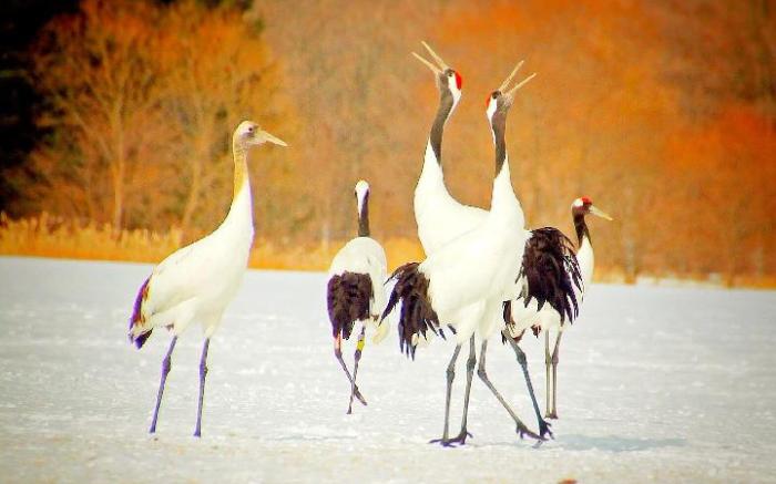 Guest House Heartn Tree