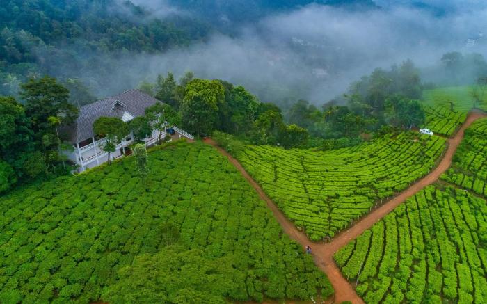 Tea Harvester