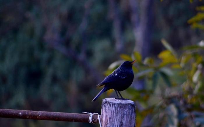 Astraal Spa And Resorts