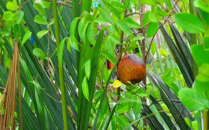 Sampaongern Home Stay