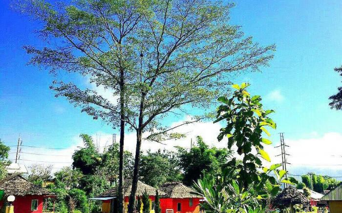 Pai Forest Resort